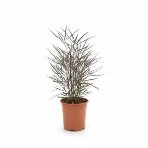 Schefflera Overig