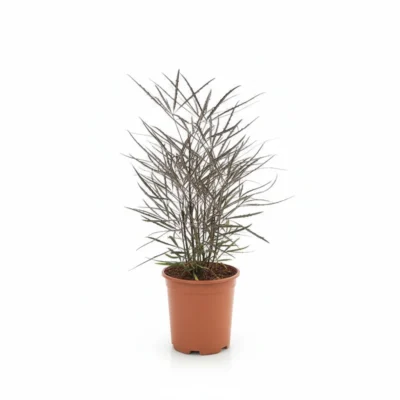 Vingerplant – elegantissima – Vingerboom kopen bij Plantscount