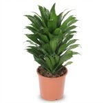 Dracaena fragrans Compacta - Drakenbloedboom