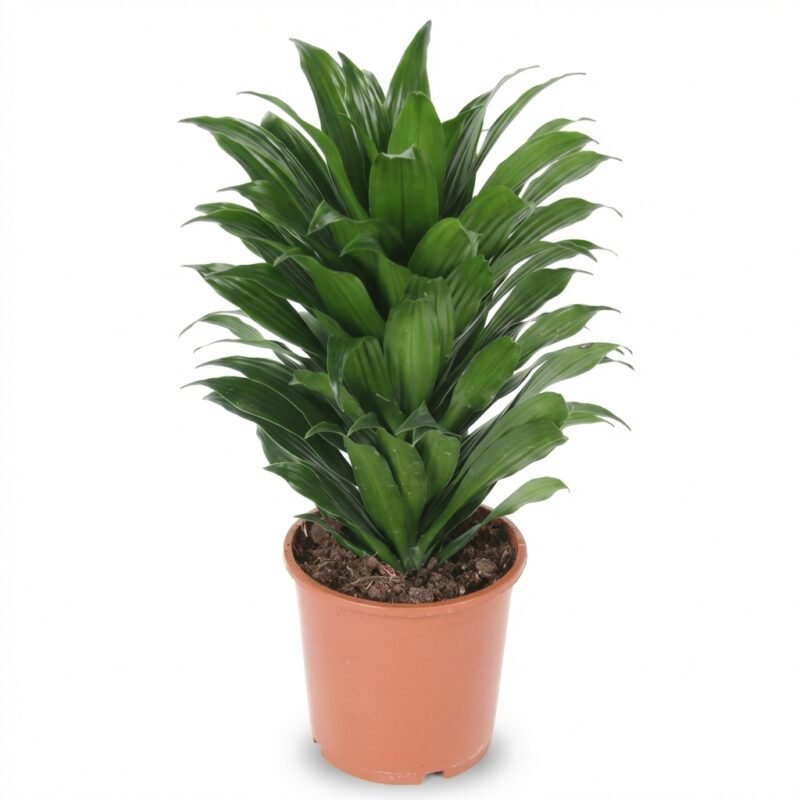 Dracaena fragrans Compacta - Drakenbloedboom