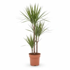 Dracaena Marginata Overig