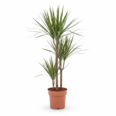 Dracaena marginata - 110
