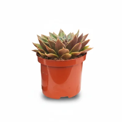 Echeveria ‘Mexican Giant’