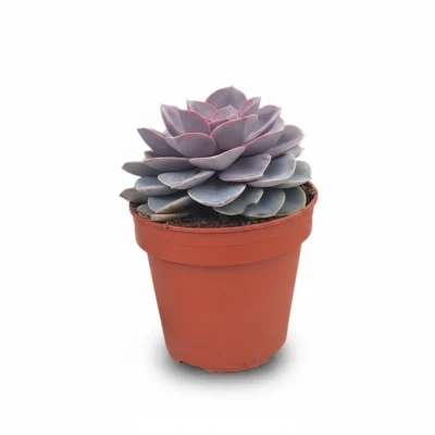 Echeveria ‘Perle von Nürnberg’ kopen bij Plantscount