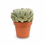 Echeveria ‘Pink Edge’