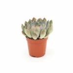 Echeveria ‘Pink Edge’