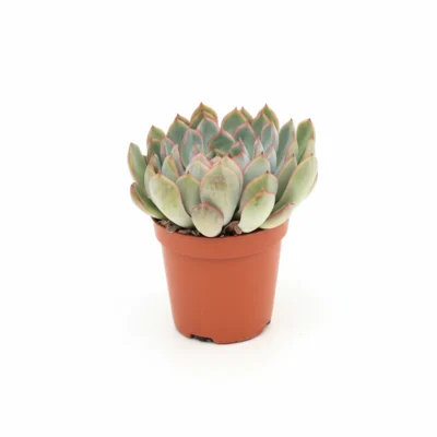 Echeveria ‘Pink Edge’ kopen bij Plantscount