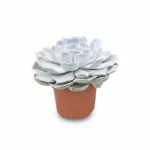 Echeveria ‘Pollux’