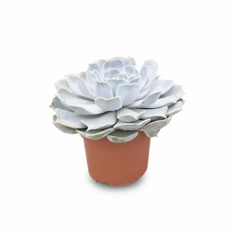 Echeveria ‘Pollux’