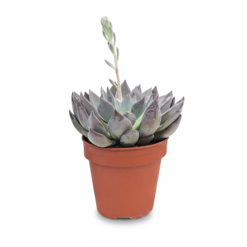 Echeveria 'Perle von Nürnberg'