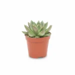 Echeveria – agavoides