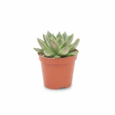 Echeveria – agavoides kopen bij Plantscount