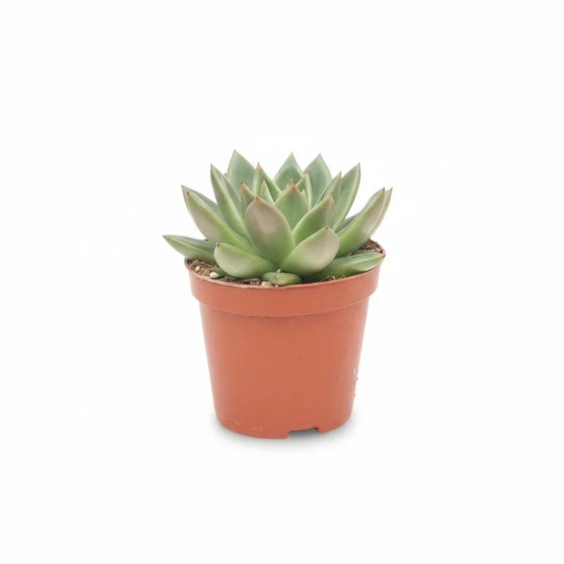 Echeveria – agavoides kopen bij Plantscount