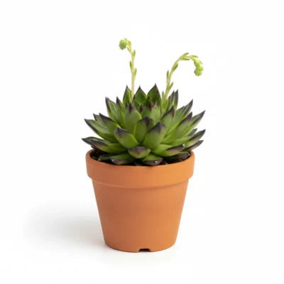 Echeveria Agavoides Ebony