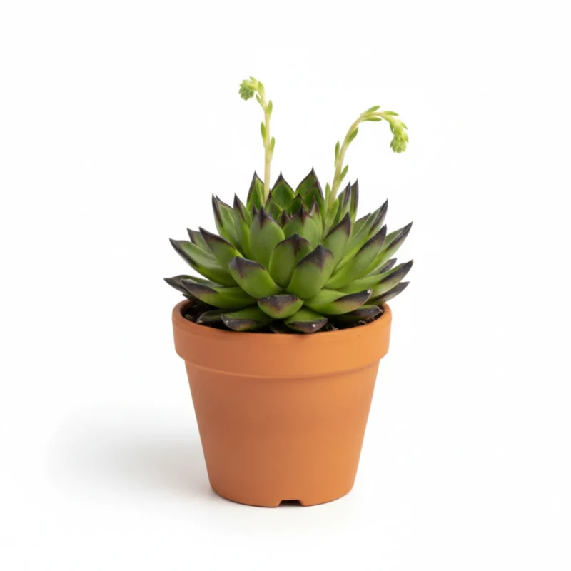 Echeveria Agavoides Ebony