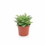 Echeveria – agavoides ‘Ebony’ – echeveria