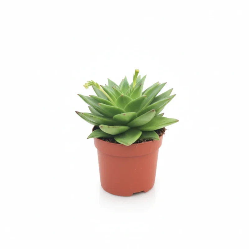 Echeveria – agavoides ‘Ebony’ – echeveria kopen bij Plantscount