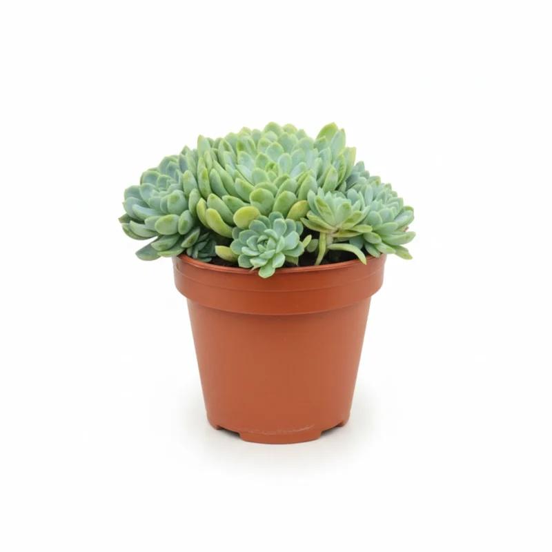 Echeveria – elegans kopen bij Plantscount