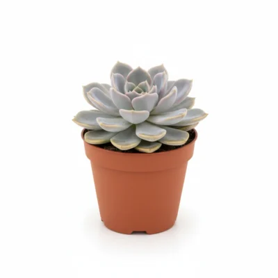 Echeveria – lilacina