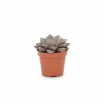 Echeveria β purpusorum