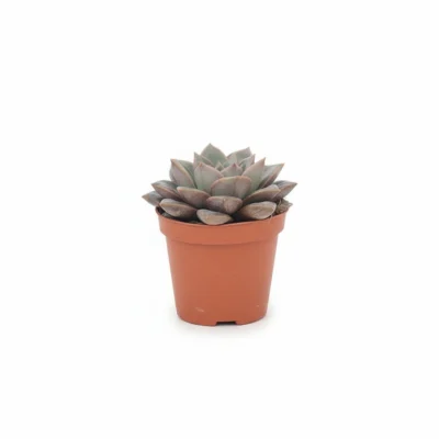 Echeveria – purpusorum