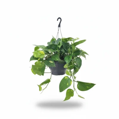 Epipremnum pinnatum - Hangplant