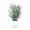 Eucalyptus – Stam kopen bij Plantscount