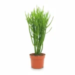 Potloodcactus (Euphorbia tirucalli)