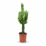 Cactus Euphorbia (Euphorbia ingens)