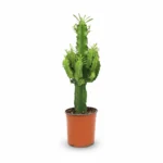 Cactus Euphorbia – cactusboom