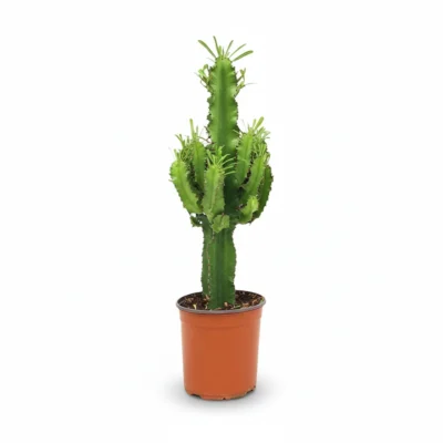 Cactus Euphorbia – cactusboom