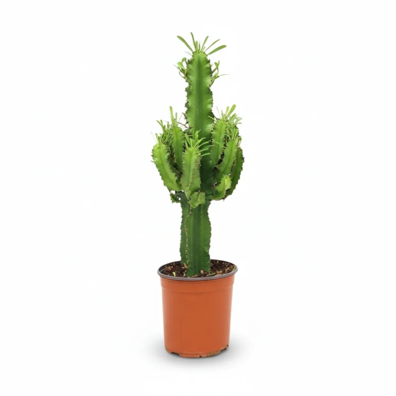 Cactus Euphorbia – cactusboom kopen bij Plantscount