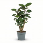 Polyscias scutellaria ‘Fabian’ – Aralia Fabian