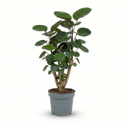 Polyscias scutellaria ‘Fabian’ – Aralia Fabian