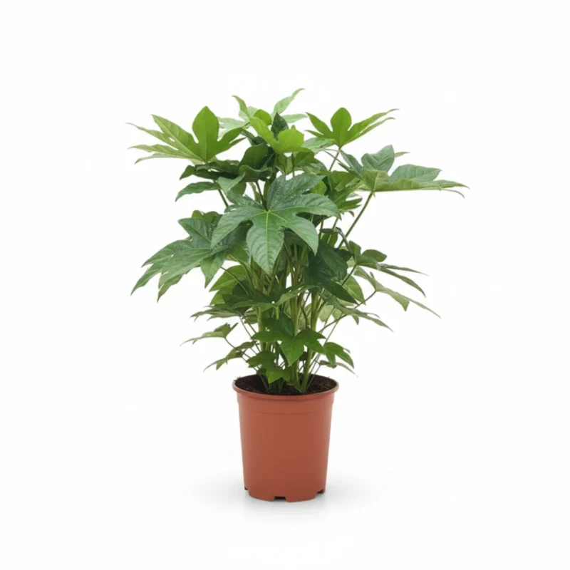 Fatsia japonica 'Spiderweb'