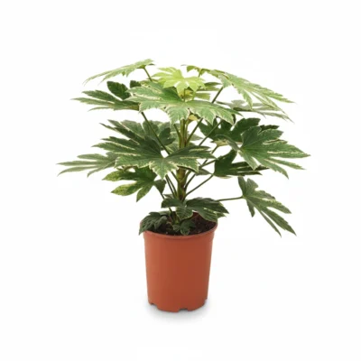 Vingerplant – Spiderweb kopen bij Plantscount