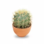 Toncactus – glaucescens