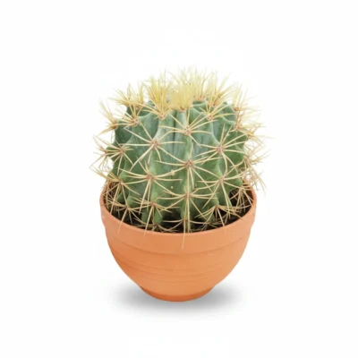 Toncactus – glaucescens kopen bij Plantscount