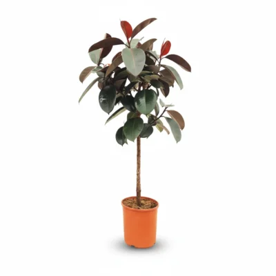Ficus elastica Abidjan op Stam - 120