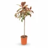 Ficus elastica Belize op Stam - 125