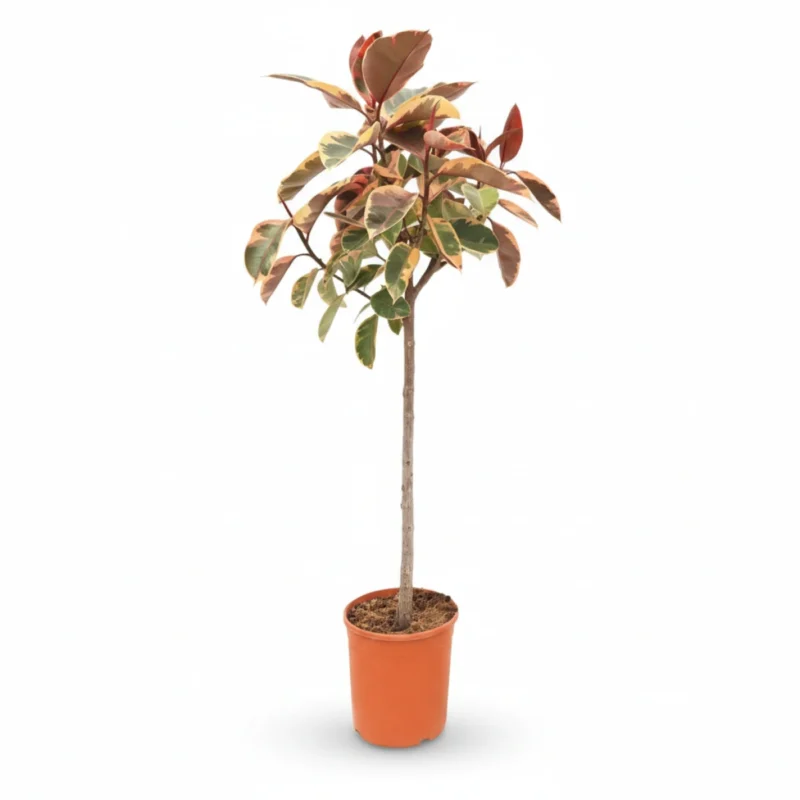 Ficus elastica Belize op Stam - 125