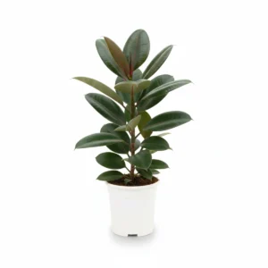 Ficus Elastica Overig