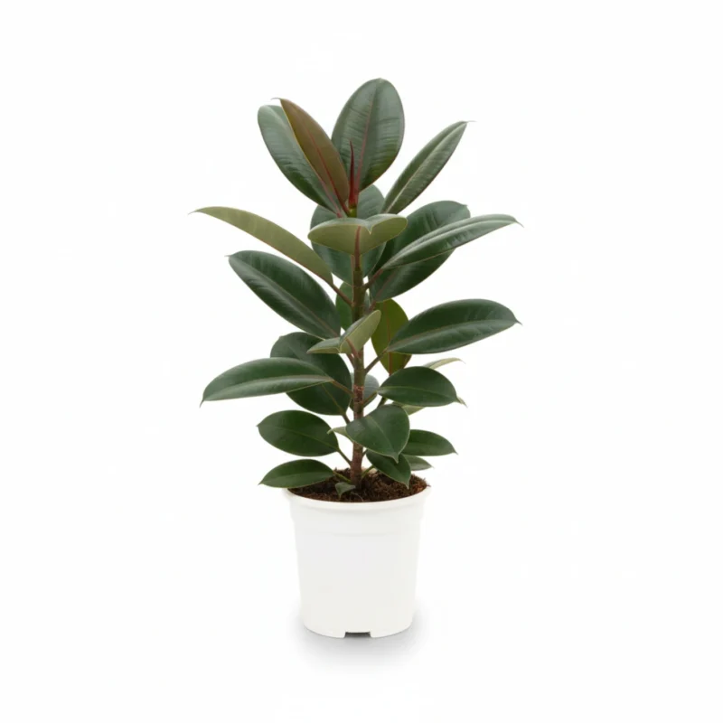 Ficus elastica ‘Robusta’