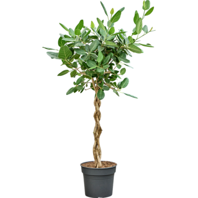 Ficus benghalensis 'Audrey' Gevlochten Stam