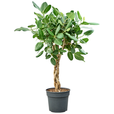 Ficus benghalensis ‘Audrey’ Gevlochten Stam - afbeelding 2