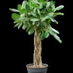 Ficus benghalensis 'Audrey' Gevlochten Stam