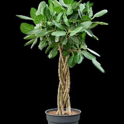 Ficus benghalensis 'Audrey' Gevlochten Stam