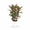 Ficus Belize 3pp