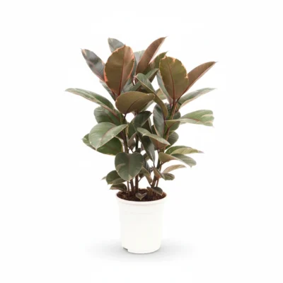 Ficus Belize 3pp