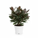 Ficus elastica ‘Melany’